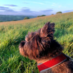 Dog Friendly Holiday Cottages Islay