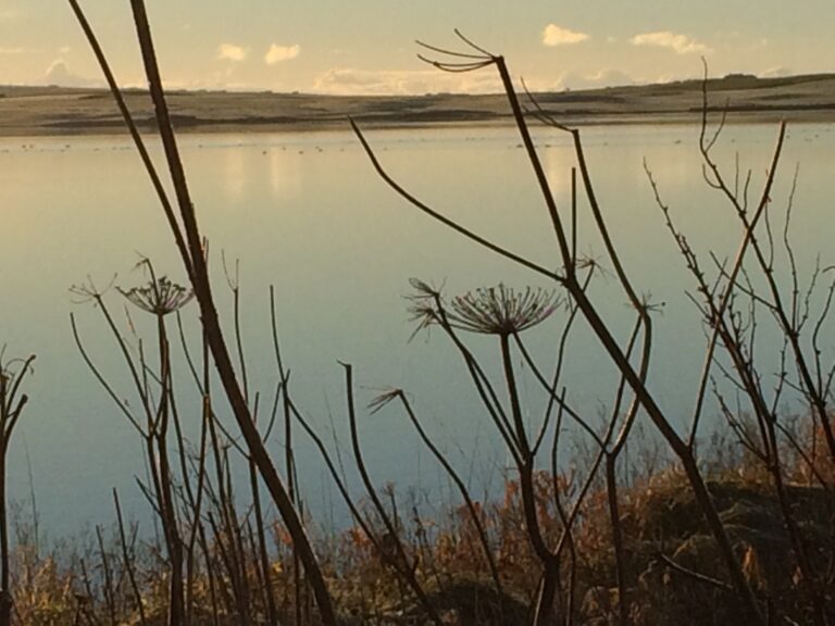 Peedie Harray's Orkney