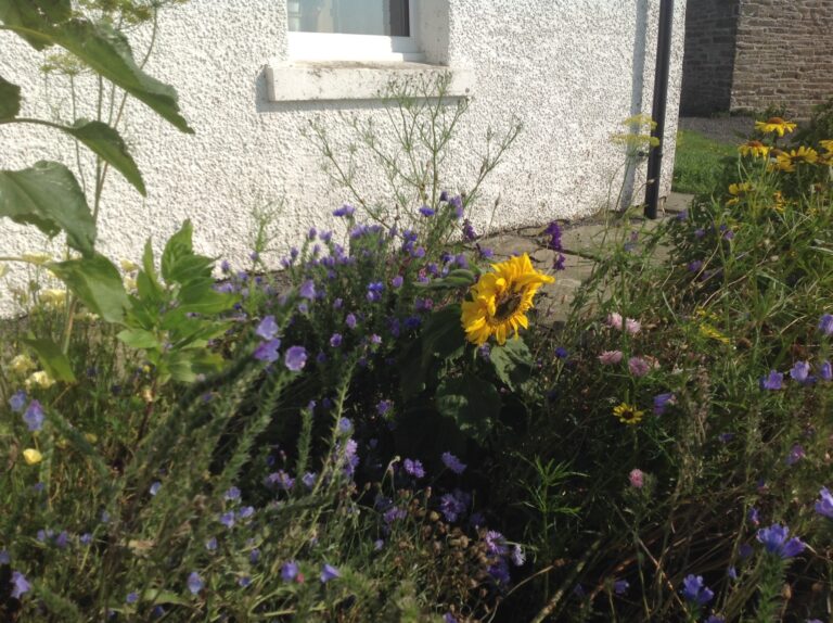 Peedie Harray's Orkney