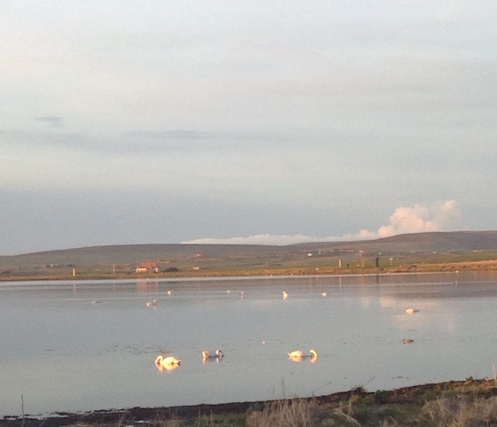 Peedie Harray's Orkney Peedie Harray's Orkney