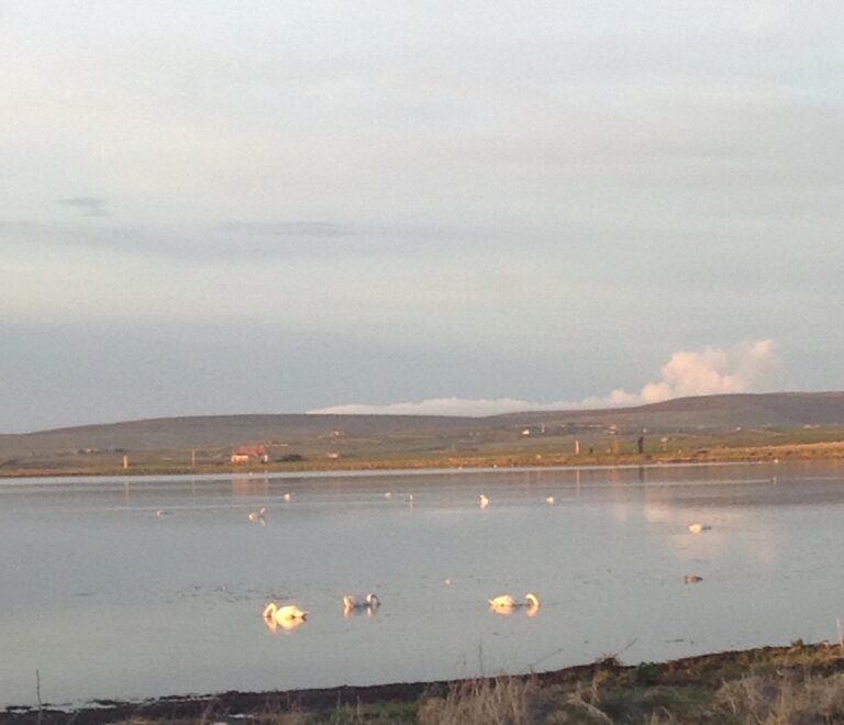 Peedie Harray's Orkney